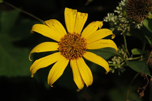 Close-up di un fiore giallo