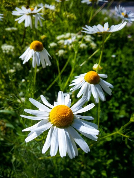 Close-up di un fiore giallo