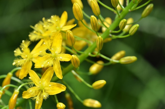 Close-up di un fiore giallo