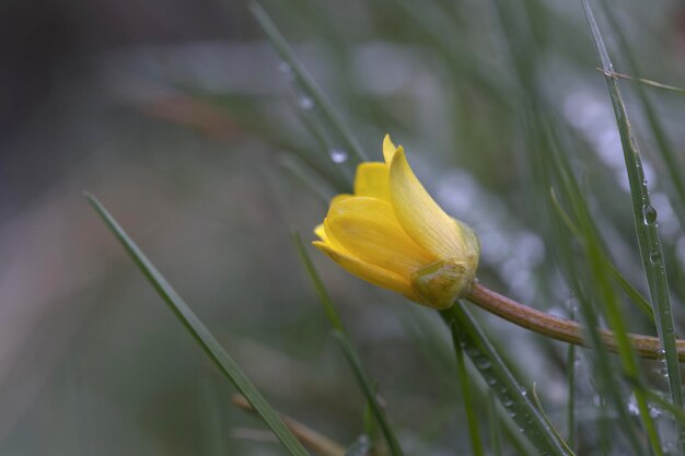 Close-up di un fiore giallo