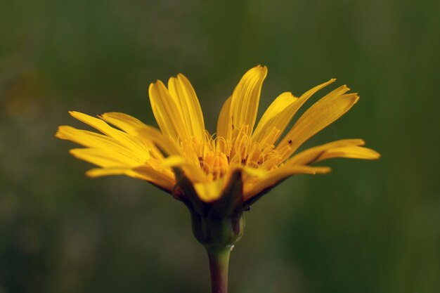 Close-up di un fiore giallo