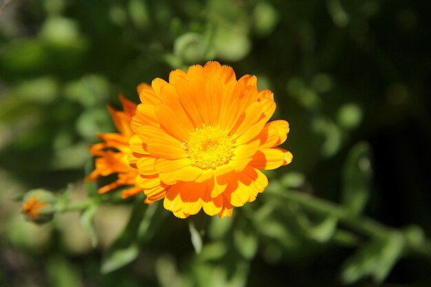 Close-up di un fiore giallo