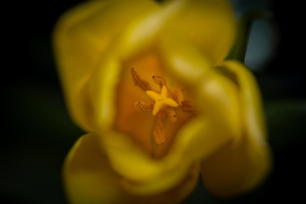 Close-up di un fiore giallo