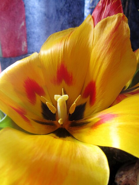 Close-up di un fiore giallo