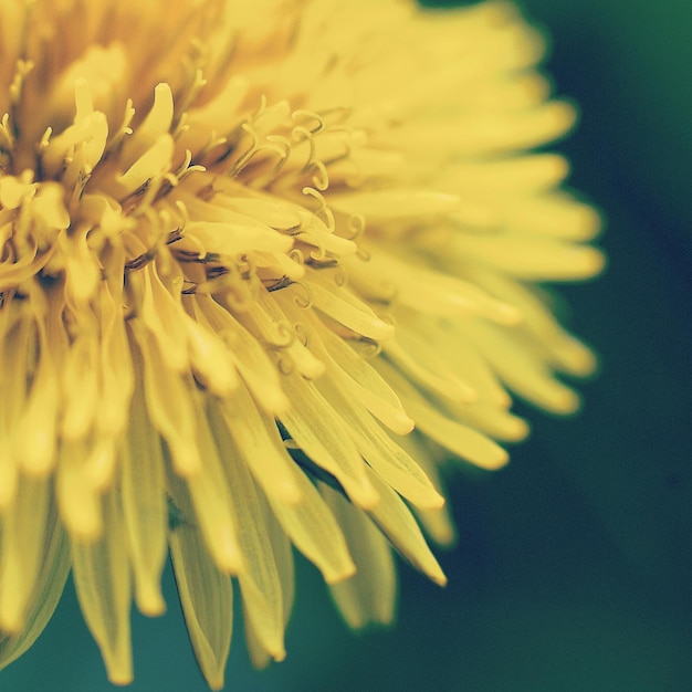 Close-up di un fiore giallo