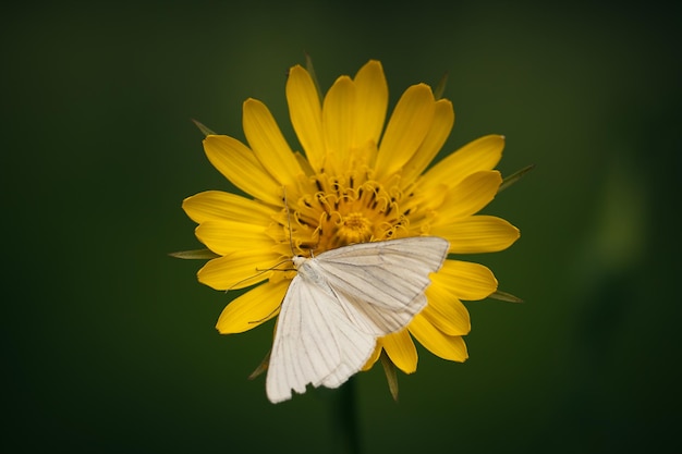 Close-up di un fiore giallo