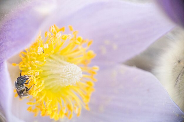 Close-up di un fiore giallo