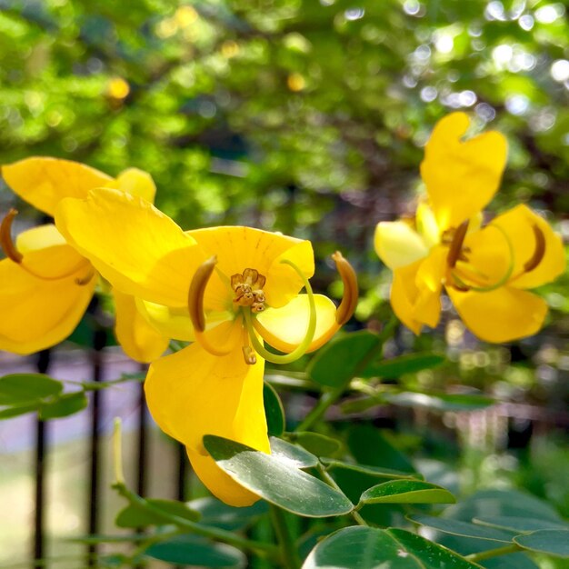 Close-up di un fiore giallo