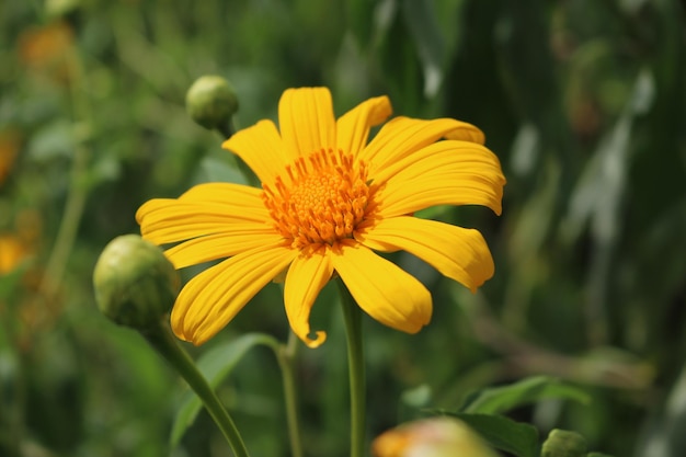 Close-up di un fiore giallo