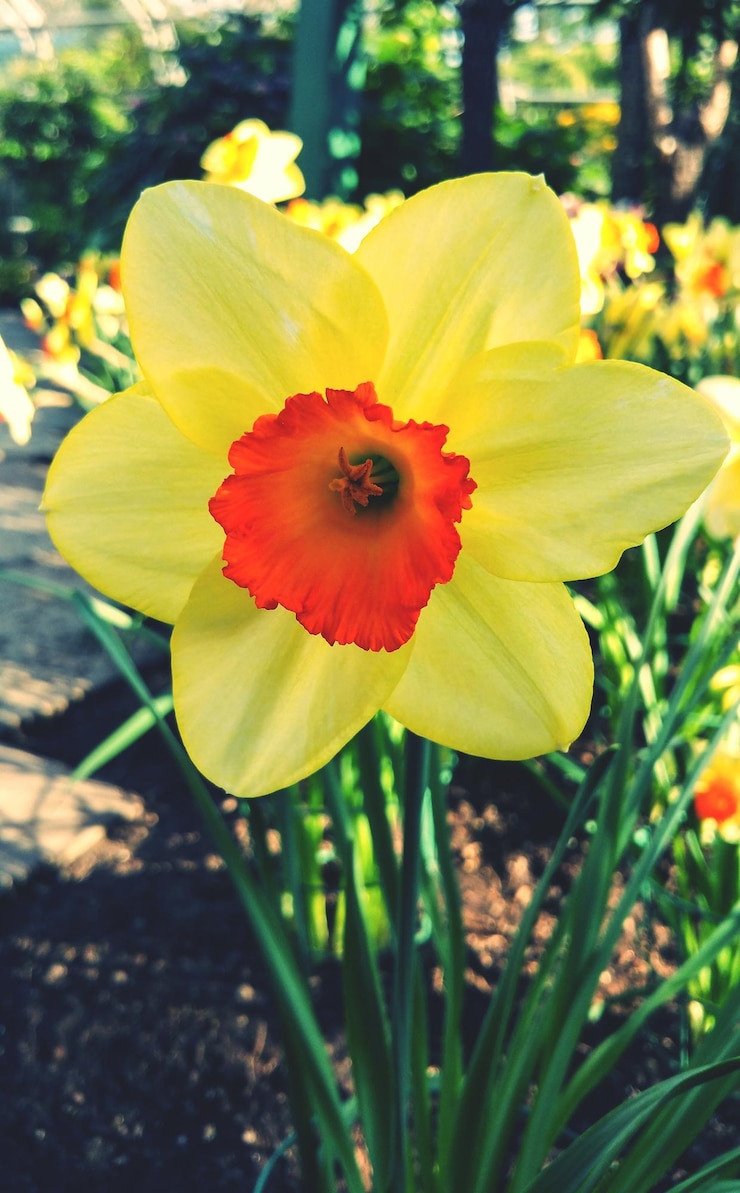Foto close-up di un fiore giallo