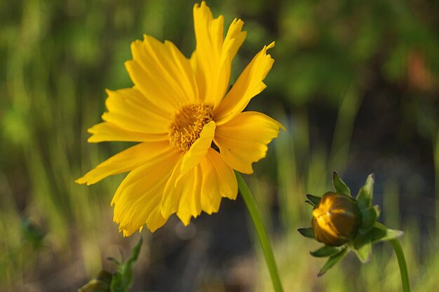 Close-up di un fiore giallo