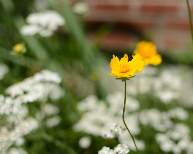 Close-up di un fiore giallo