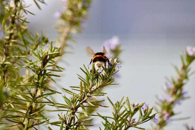 Close-up di un fiore impollinato dalle api