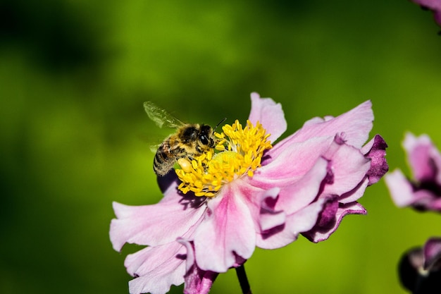 Close-up di un fiore impollinato dalle api