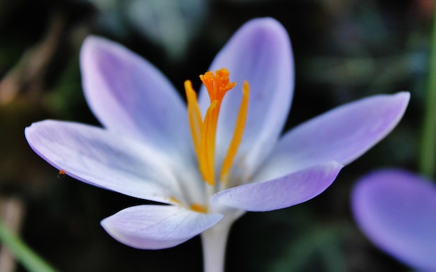 Close-up di un fiore in fiore all'aperto