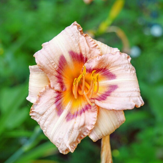 Close-up di un fiore in fiore all'aperto