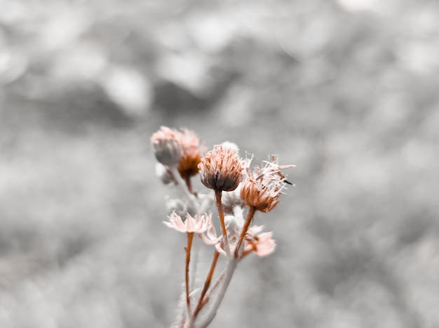 Close-up di un fiore minimo su sfondo grigio