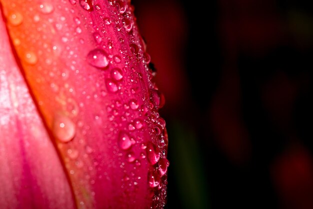 Close-up di un fiore rosa bagnato sotto la pioggia