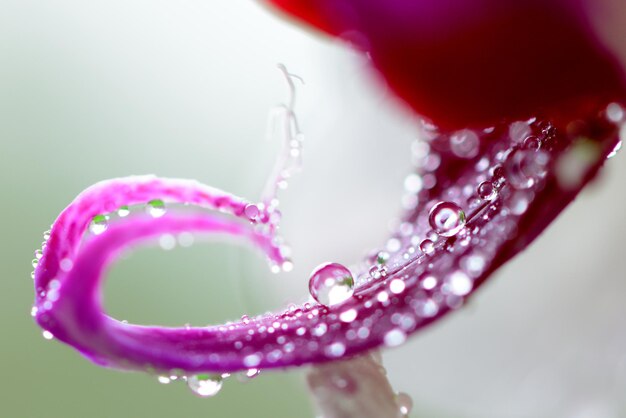 Close-up di un fiore rosa bagnato