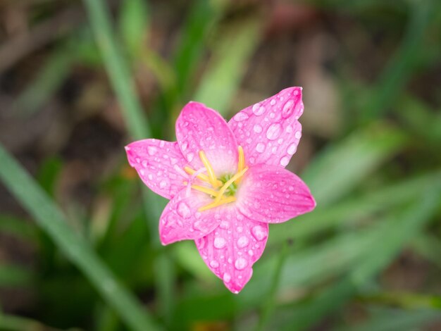 Close-up di un fiore rosa bagnato