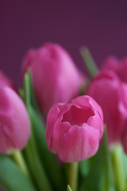 Close-up di un fiore rosa che fiorisce all'aperto