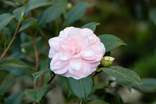 Close-up di un fiore rosa che fiorisce in giardino