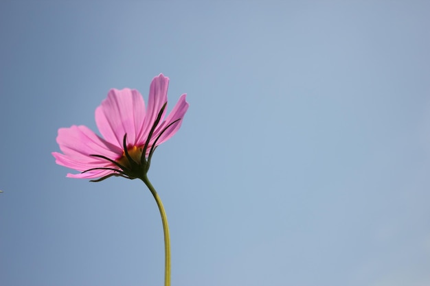 Close-up di un fiore rosa contro un cielo blu limpido