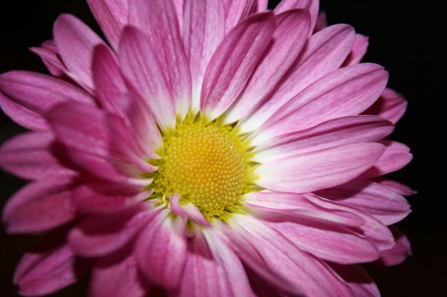 Close-up di un fiore rosa su uno sfondo nero