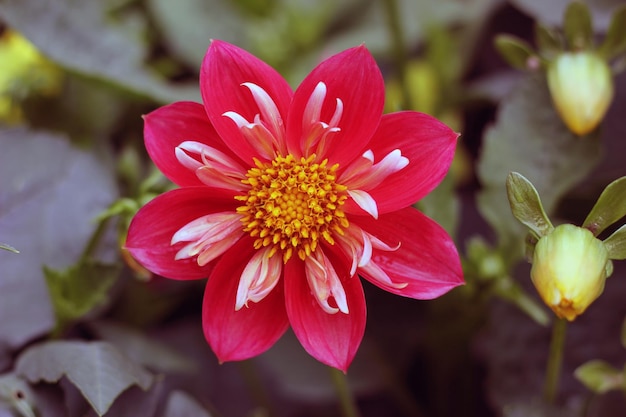 Close-up di un fiore rosa sullo sfondo sfocato