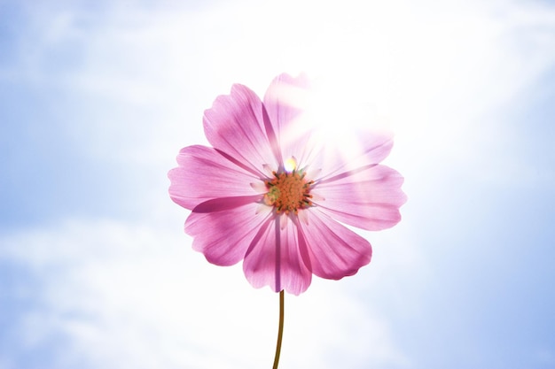Close-up di un fiore rosa