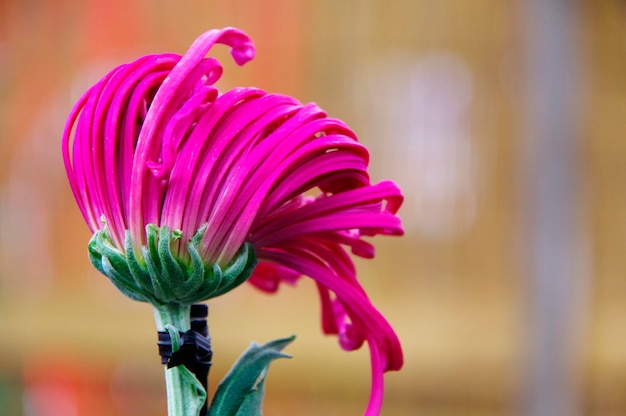 Close-up di un fiore rosa