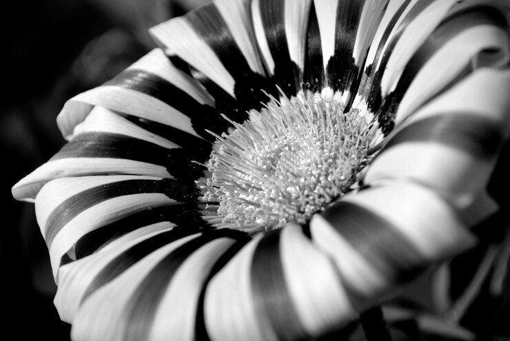 Foto close-up di un fiore rosa