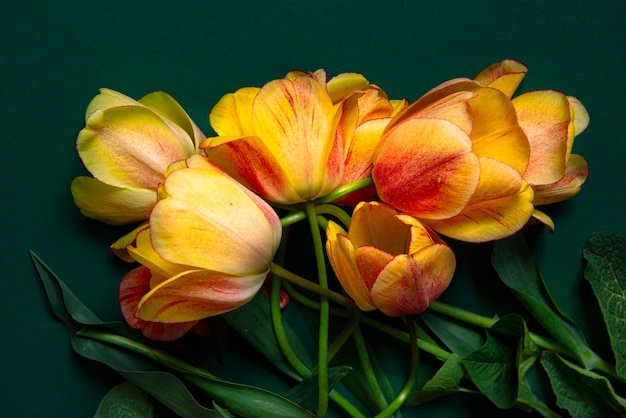 Close-up di un fiore rosa
