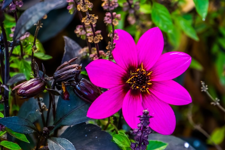 Foto close-up di un fiore rosa