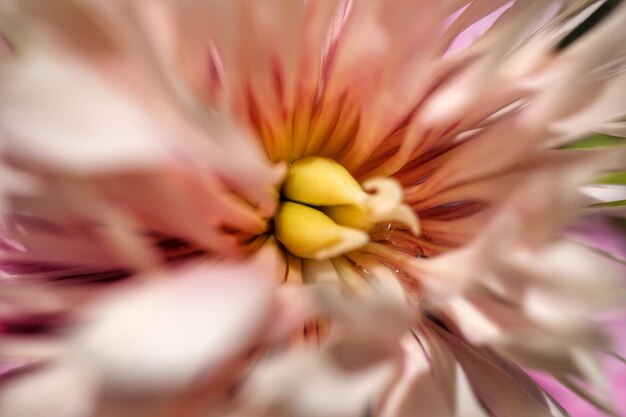 Close-up di un fiore rosa