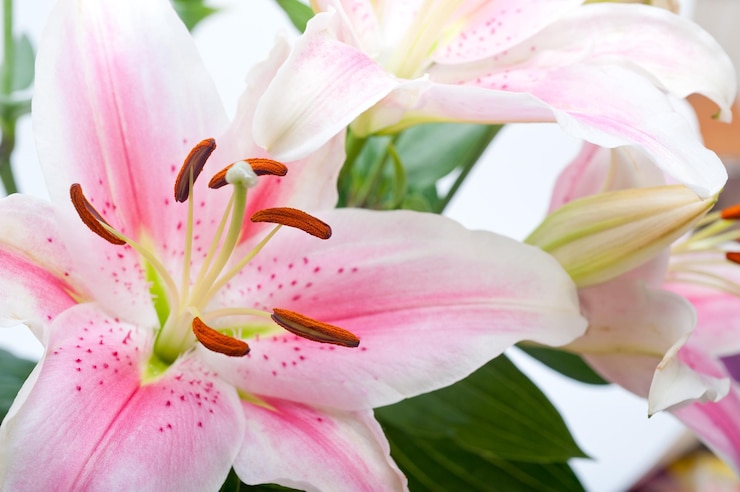 Foto close-up di un fiore rosa