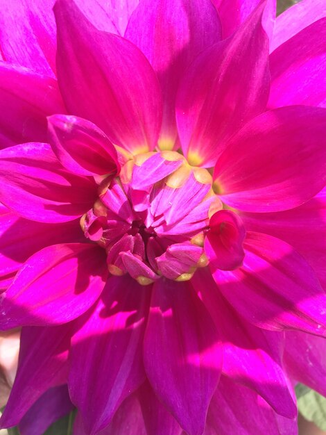 Close-up di un fiore rosa