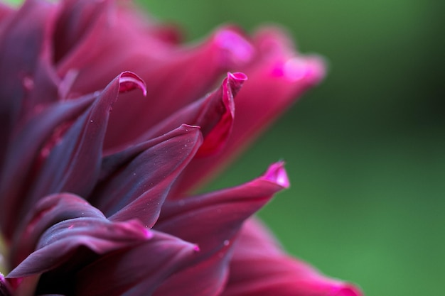 Close-up di un fiore rosa