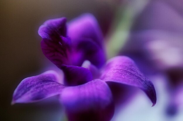 Close-up di un fiore rosa