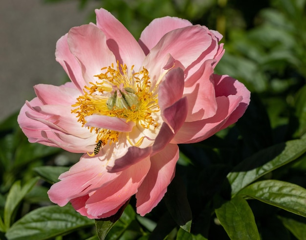 Close-up di un fiore rosa