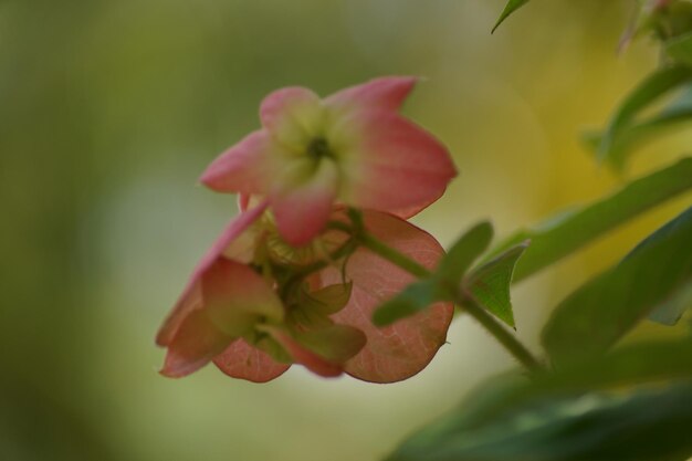 Close-up di un fiore rosa