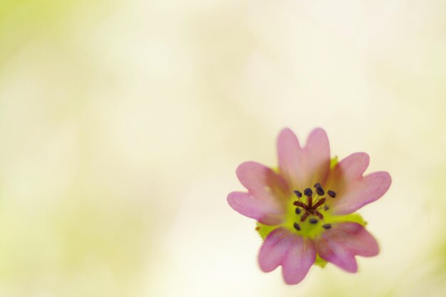 Close-up di un fiore rosa