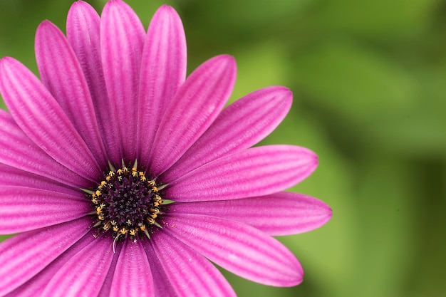 Close-up di un fiore rosa