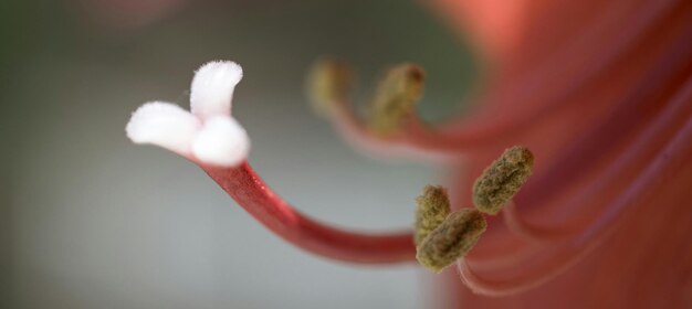 Close-up di un fiore rosa