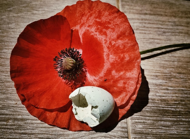 Close-up di un fiore rosso e di un guscio d'uovo sul pavimento