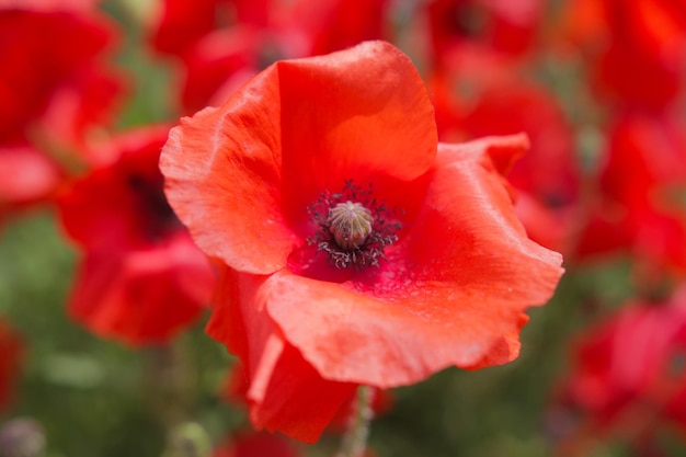 Close-up di un fiore rosso in fiore all'aperto