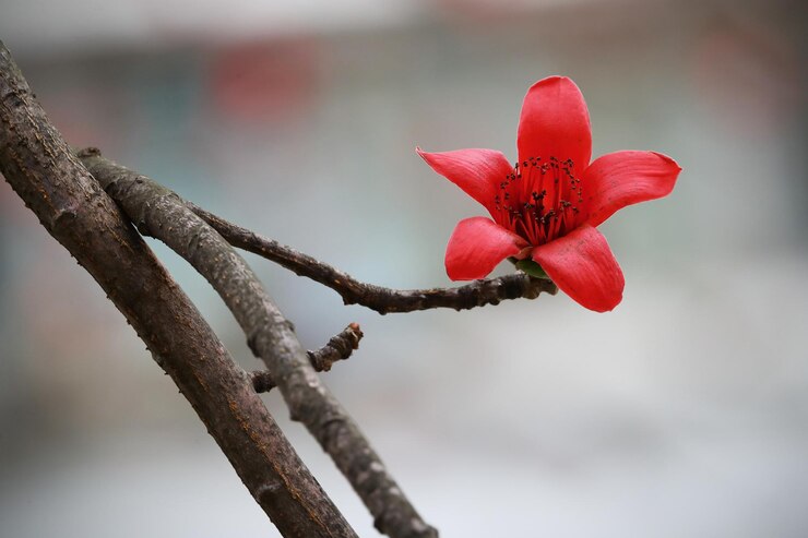 Foto close-up di un fiore rosso