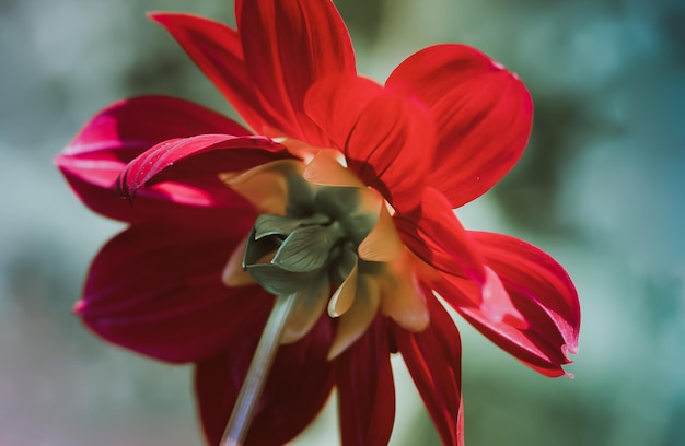 Close-up di un fiore rosso