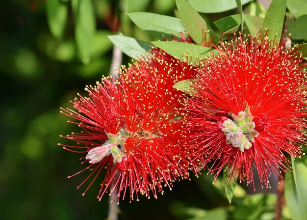 Close-up di un fiore rosso