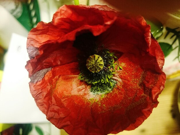 Close-up di un fiore rosso